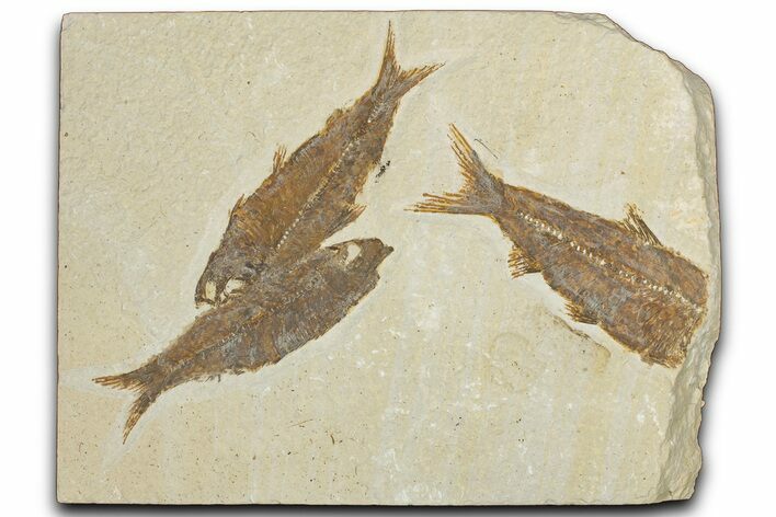 Limestone with Three Fossil Fish (Knightia) - Wyoming #354081